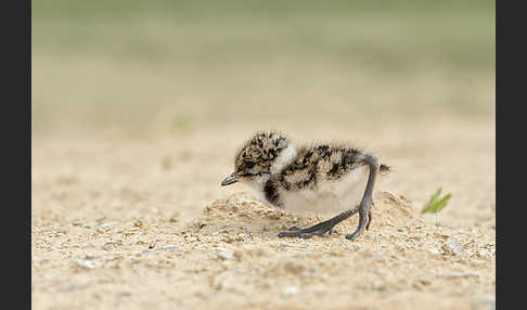 Kiebitz (Vanellus vanellus)