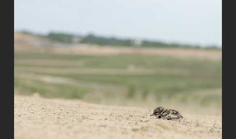 Kiebitz (Vanellus vanellus)