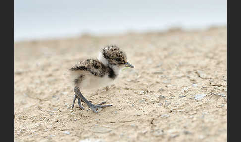 Kiebitz (Vanellus vanellus)