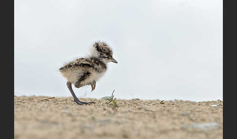 Kiebitz (Vanellus vanellus)