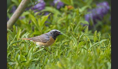 Gartenrotschwanz (Phoenicurus phoenicurus)