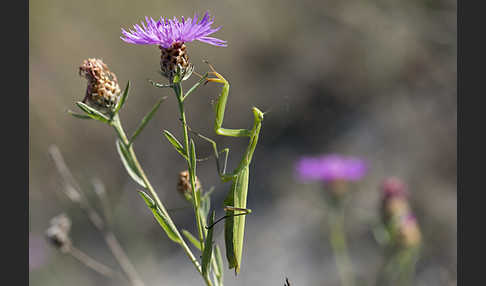 Europäische Gottesanbeterin (Mantis religiosa)