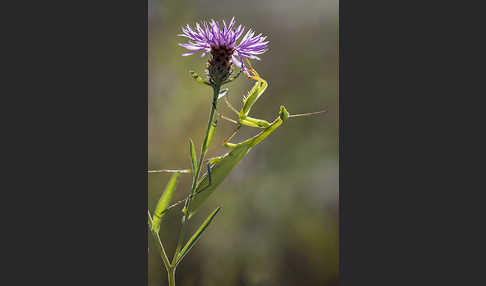 Europäische Gottesanbeterin (Mantis religiosa)