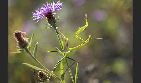 Europäische Gottesanbeterin (Mantis religiosa)