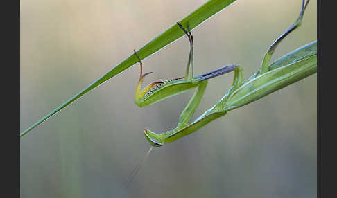 Europäische Gottesanbeterin (Mantis religiosa)