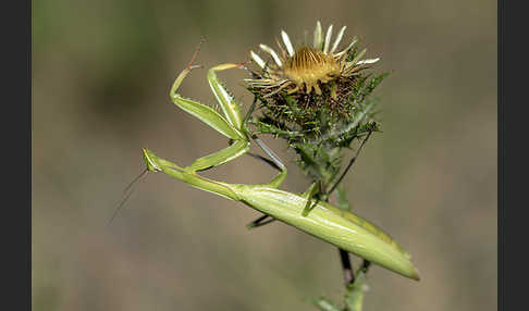 Europäische Gottesanbeterin (Mantis religiosa)