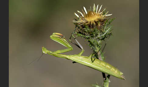 Europäische Gottesanbeterin (Mantis religiosa)