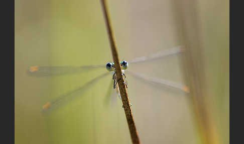 Kleine Binsenjungfer (Lestes virens)