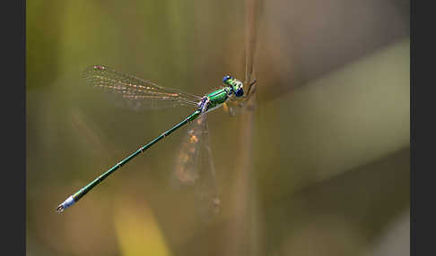 Kleine Binsenjungfer (Lestes virens)