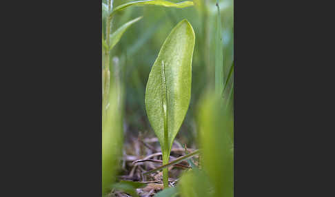 Gemeine Natternzunge (Ophioglossum vulgatum)