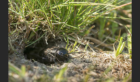 Feldgrille (Gryllus campestris)