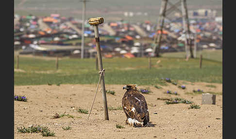 Steinadler (Aquila chrysaetos)