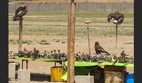 Steinadler (Aquila chrysaetos)