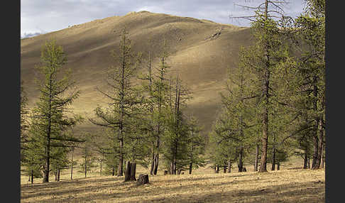 Mongolei (Mongolia)