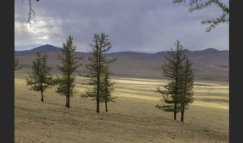 Mongolei (Mongolia)