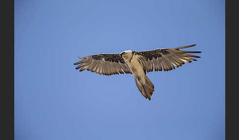 Bartgeier (Gypaetus barbatus)