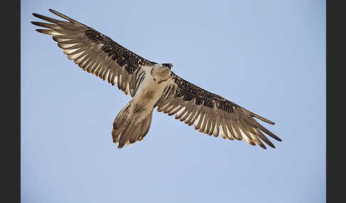 Bartgeier (Gypaetus barbatus)