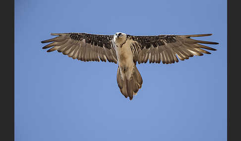 Bartgeier (Gypaetus barbatus)