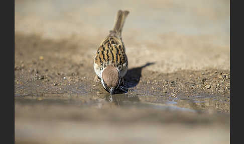 Feldsperling (Passer montanus)