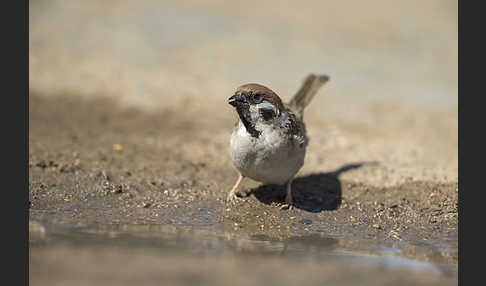 Feldsperling (Passer montanus)