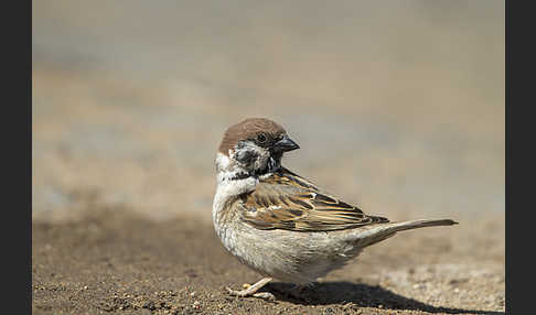 Feldsperling (Passer montanus)