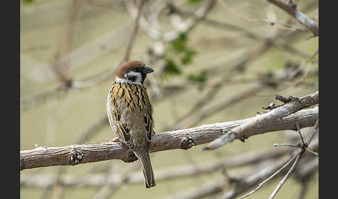 Feldsperling (Passer montanus)