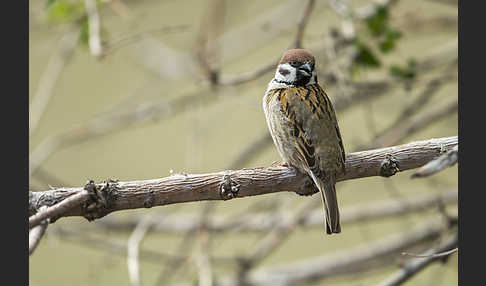 Feldsperling (Passer montanus)