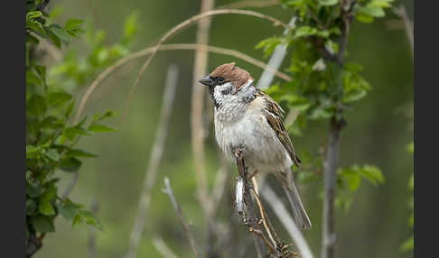 Feldsperling (Passer montanus)