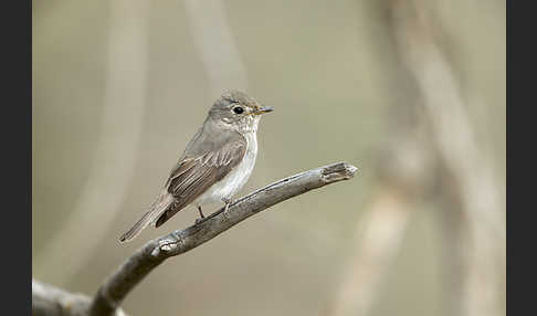 Braunschnäpper (Muscicapa dauurica)