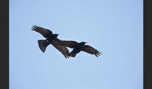 Alpenkrähe (Pyrrhocorax pyrrhocorax)