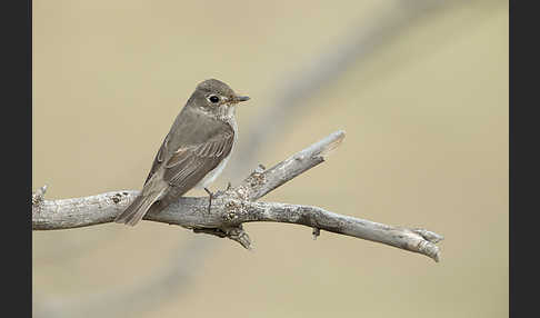 Braunschnäpper (Muscicapa dauurica)