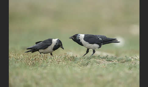 Elsterdohle (Coloeus dauuricus)