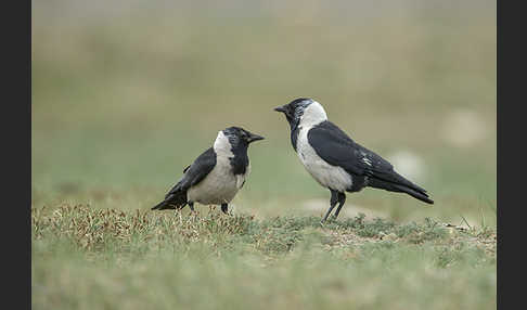 Elsterdohle (Coloeus dauuricus)