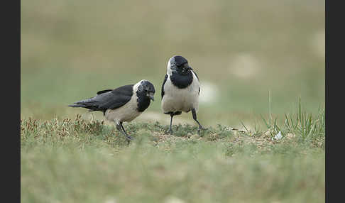 Elsterdohle (Coloeus dauuricus)