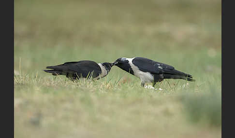 Elsterdohle (Coloeus dauuricus)