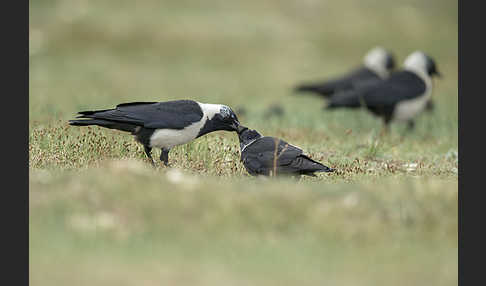 Elsterdohle (Coloeus dauuricus)