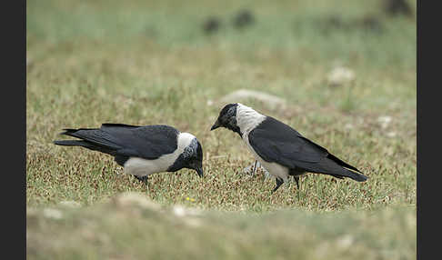 Elsterdohle (Coloeus dauuricus)