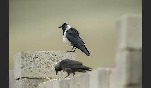 Elsterdohle (Coloeus dauuricus)