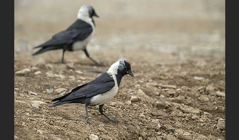 Elsterdohle (Coloeus dauuricus)