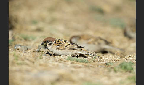 Feldsperling (Passer montanus)