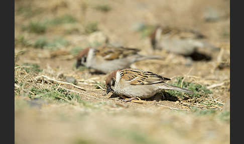 Feldsperling (Passer montanus)