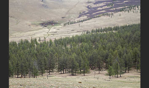 Mongolei (Mongolia)