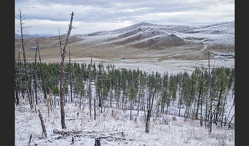 Mongolei (Mongolia)