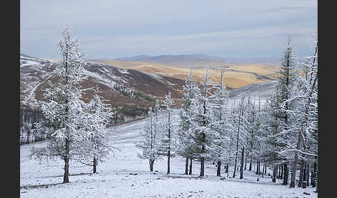 Mongolei (Mongolia)