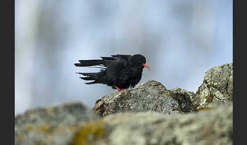 Alpenkrähe (Pyrrhocorax pyrrhocorax)