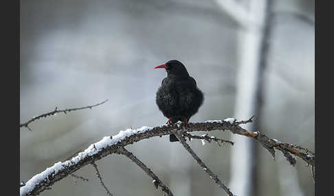 Alpenkrähe (Pyrrhocorax pyrrhocorax)