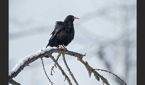 Alpenkrähe (Pyrrhocorax pyrrhocorax)