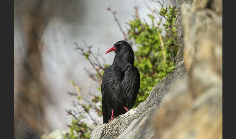 Alpenkrähe (Pyrrhocorax pyrrhocorax)