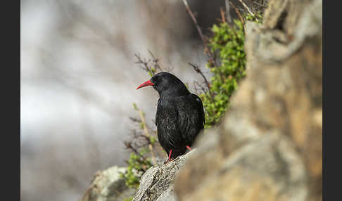 Alpenkrähe (Pyrrhocorax pyrrhocorax)