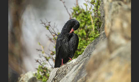 Alpenkrähe (Pyrrhocorax pyrrhocorax)